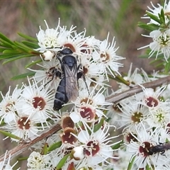 Anthoboscinae sp. (subfamily) at Kambah, ACT - 9 Dec 2024 03:30 PM