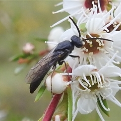 Unidentified Wasp (Hymenoptera, Apocrita) at Kambah, ACT - 9 Dec 2024 by HelenCross