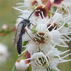 Tiphiidae (family) at Kambah, ACT - 9 Dec 2024