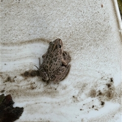 Limnodynastes tasmaniensis (Spotted Grass Frog) at Hughes, ACT - 8 Dec 2024 by Li