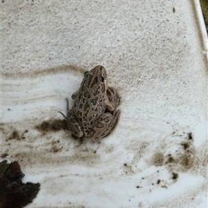 Limnodynastes tasmaniensis (Spotted Grass Frog) at Hughes, ACT by Li