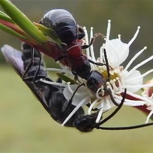 Rhagigaster ephippiger (Smooth flower wasp) at Kambah, ACT by HelenCross