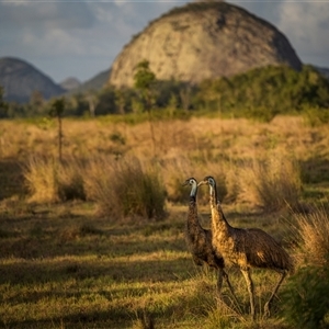 Dromaius novaehollandiae at Ironpot, QLD - 5 Dec 2024