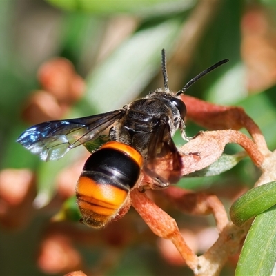 Hyleoides concinna (Wasp-mimic bee) at Chisholm, ACT - 9 Dec 2024 by RomanSoroka
