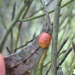 Paropsis variolosa (Variolosa leaf beetle) at Bungendore, NSW by clarehoneydove