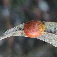 Paropsis variolosa at Bungendore, NSW - suppressed