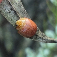 Paropsis variolosa at Bungendore, NSW - suppressed