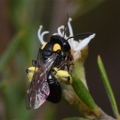 Leioproctus (Leioproctus) irroratus at Karabar, NSW - 9 Dec 2024