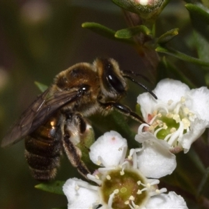 Unidentified Bee (Hymenoptera, Apiformes) at Karabar, NSW by DianneClarke