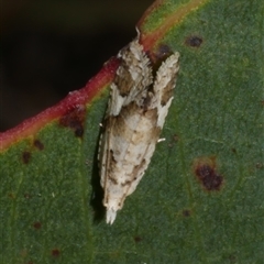 Euphona euphona (A Tortricid moth (Epitymbiini) at Freshwater Creek, VIC - 4 Nov 2024 by WendyEM