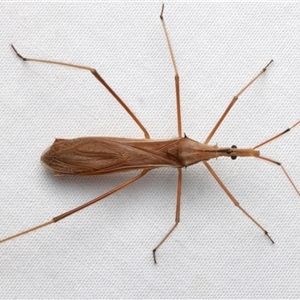 Reduviidae (family) at Rosedale, NSW - 8 Dec 2024 09:09 PM