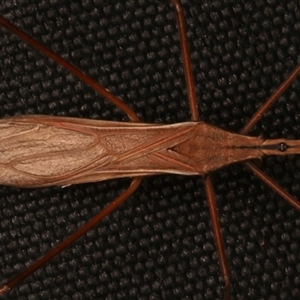 Reduviidae (family) at Rosedale, NSW - 8 Dec 2024 09:09 PM