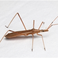 Reduviidae (family) at Rosedale, NSW - 8 Dec 2024 09:09 PM