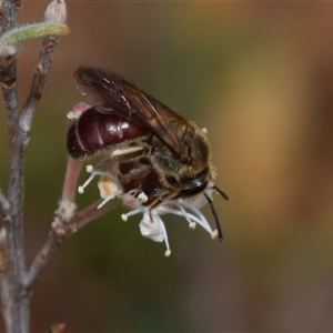 Lasioglossum (Parasphecodes) sp. (genus & subgenus) at Karabar, NSW - 9 Dec 2024 09:40 AM