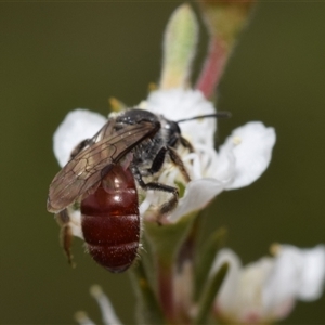 Lasioglossum (Parasphecodes) sp. (genus & subgenus) at Karabar, NSW - 9 Dec 2024 09:40 AM