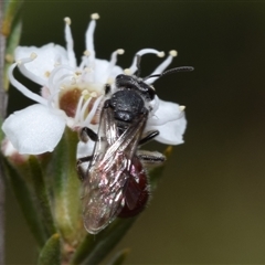 Lasioglossum (Parasphecodes) sp. (genus & subgenus) at Karabar, NSW - 9 Dec 2024 09:40 AM