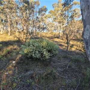 Choretrum candollei at Bungendore, NSW - 9 Dec 2024