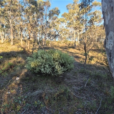 Choretrum candollei (White Sour Bush) at Bungendore, NSW - 9 Dec 2024 by clarehoneydove