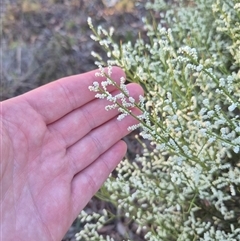 Choretrum candollei at Bungendore, NSW - 9 Dec 2024