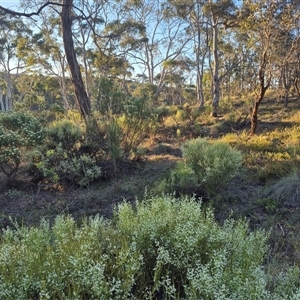 Choretrum candollei at Bungendore, NSW - 9 Dec 2024