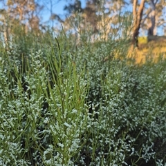 Choretrum candollei at Bungendore, NSW - 9 Dec 2024