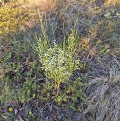 Choretrum candollei at Bungendore, NSW - suppressed