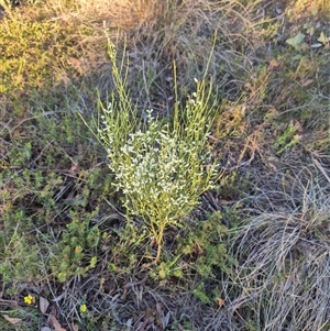 Choretrum candollei at Bungendore, NSW - 9 Dec 2024