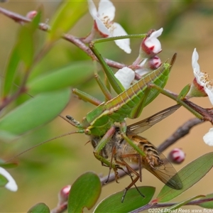 Terpandrus sp. (genus) at Uriarra Village, ACT - 2 Dec 2024