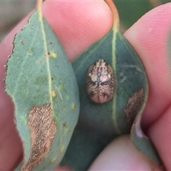 Paropsis charybdis (Eucalyptus leaf beetle) at Bungendore, NSW - 9 Dec 2024 by clarehoneydove