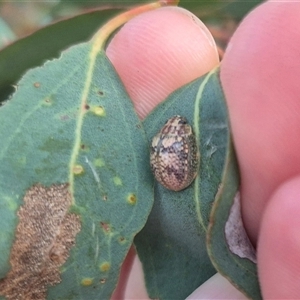 Paropsis charybdis at Bungendore, NSW - suppressed