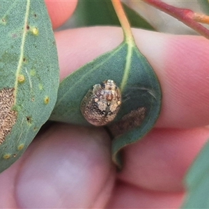 Paropsis charybdis at Bungendore, NSW - suppressed