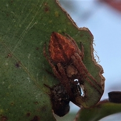 Hortophora sp. (genus) at Bungendore, NSW - 9 Dec 2024 by clarehoneydove