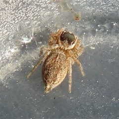 Maratus griseus at Narrabundah, ACT - 21 Oct 2024