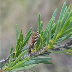 Macrobathra heminephela (Silver Wattle Moth) at Bungendore, NSW - 9 Dec 2024 by clarehoneydove