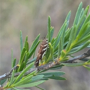 Macrobathra heminephela at Bungendore, NSW - 9 Dec 2024