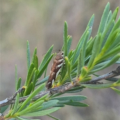 Macrobathra heminephela (Silver Wattle Moth) at Bungendore, NSW - 9 Dec 2024 by clarehoneydove