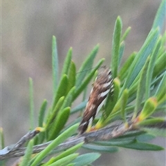 Macrobathra heminephela at Bungendore, NSW - 9 Dec 2024