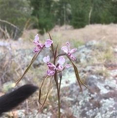 Diuris dendrobioides (Late Mauve Doubletail) at Bredbo, NSW - 13 Nov 2024 by WhiteRabbit