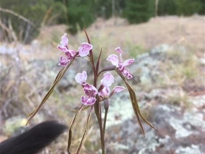 Diuris dendrobioides (Late Mauve Doubletail) at Bredbo, NSW - 13 Nov 2024 by WhiteRabbit