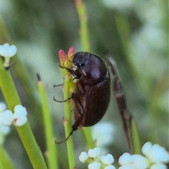 Heteronyx sp. (genus) (Scarab beetle) at Bungendore, NSW - 9 Dec 2024 by clarehoneydove