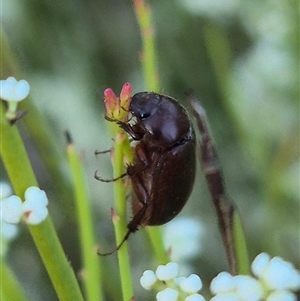 Heteronyx sp. (genus) at Bungendore, NSW - suppressed