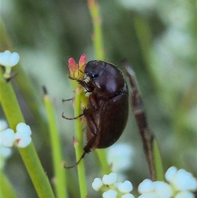 Heteronyx sp. (genus) (Scarab beetle) at Bungendore, NSW - 9 Dec 2024 by clarehoneydove