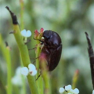 Heteronyx sp. (genus) at Bungendore, NSW - suppressed