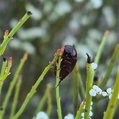 Heteronyx sp. (genus) at Bungendore, NSW - suppressed