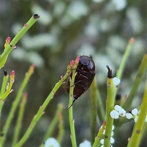 Heteronyx sp. (genus) at Bungendore, NSW - suppressed