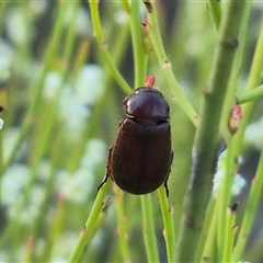 Heteronyx sp. (genus) at Bungendore, NSW - suppressed