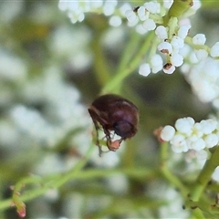 Heteronyx sp. (genus) at Bungendore, NSW - suppressed