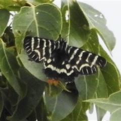 Comocrus behri (Mistletoe Day Moth) at Kambah, ACT - 9 Dec 2024 by JohnBundock
