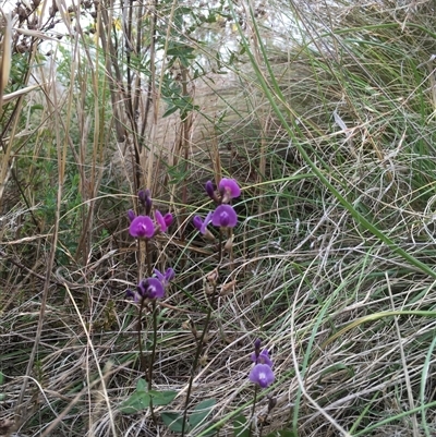 Glycine tabacina (Variable Glycine) at Bredbo, NSW - 9 Dec 2024 by WhiteRabbit