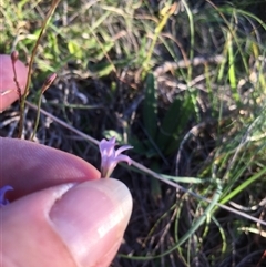 Wahlenbergia sp. (Bluebell) at Bredbo, NSW - 9 Dec 2024 by WhiteRabbit